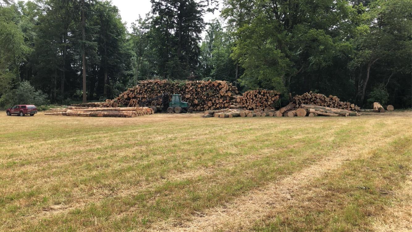 Débardage de bois dans le Jura — SAS POLYVIER
